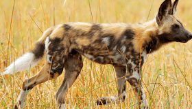 wild dog