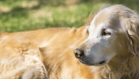 golden retriever 