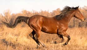 Horse running