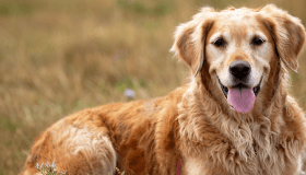 Golden Retriever 