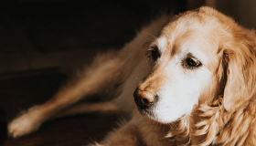 golden retriever 