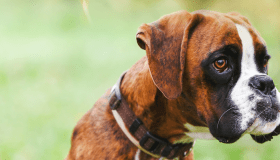 Boxer dog with a collar on with greenery in the background