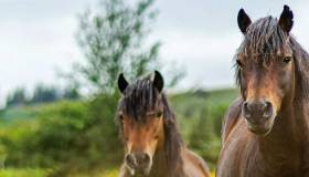 Horses grazing 