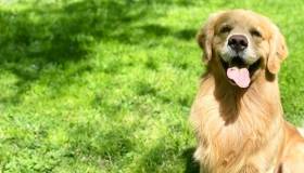 Golden Retriever, Big Al