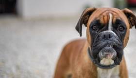 Boxer dog