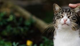 Tabby cat being pet on the head