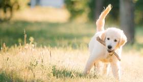 young golden retriever with stick