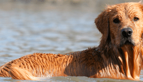 Golden Retriever in the water