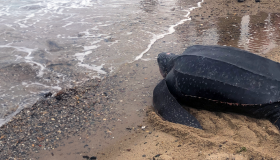 Rescued turtle on beach