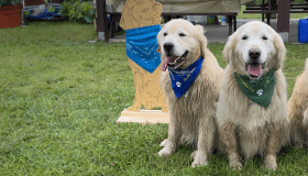 Three golden retrievers wearing bandanas and sitting like good dogs. 