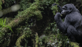 mountain gorilla