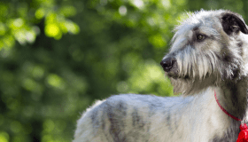 Wolfhound looking left