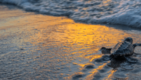 hatched sea turtle going out to sea