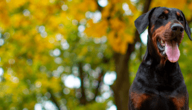 Doberman pinscher dog and autumn fall leaves