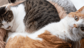 Two multicolored cats snuggling on a couch featured in a cat health issues blog