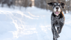 older dog running in the snow