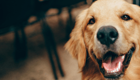 Golden Retriever looking at camera