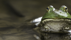 frog in water