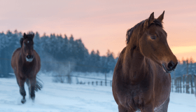 One brown horse looking right in the snow with a sunset in the background