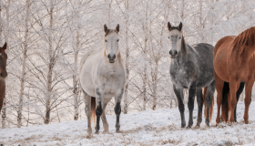horses in a snowy forest
