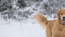 Golden retriever standing in a snowy field 