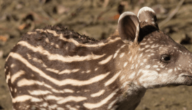Baird’s tapirs in Costa Rica. 