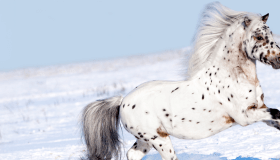A white with black spots horse galloping through the snow