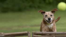 Older tan dog chasing a tennis ball