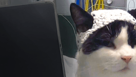 Cat wearing a crochet hat to study brain activity