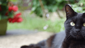 black cat laying on a patio in front of a pot of red flowers