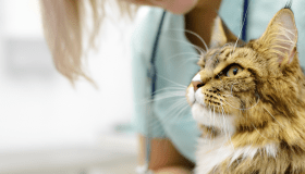 Brindle long-haired cat looking up at a Veterinarian