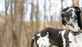 Black and white great dane looking off in the distance in a forest