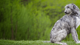 A large, shaggy grey Irish Wolfhound sits on a grassy hill, looking back over its shoulder. The background is a lush green forest, slightly blurred to emphasize the dog.