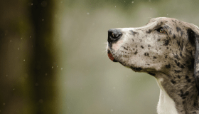 Spotted Great Dane looking left