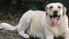 Obese yellow Labrador Retriever smiling with his tongue out 