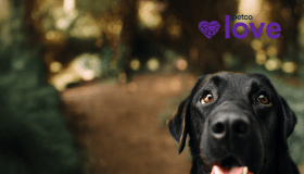 Close-up of a black Labrador dog on a forest path with Petco Love and Blue Buffalo logos in the background