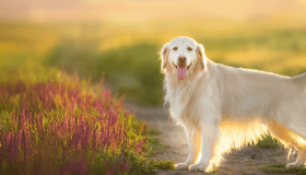 golden retriever on a sunset-lit path