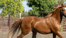 Brown mare trotting in a pen