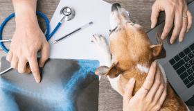 Veterinarian reviewing a dog's X-ray with a laptop and stethoscope, illustrating the use of artificial intelligence in veterinary diagnostics and pet cancer care.
