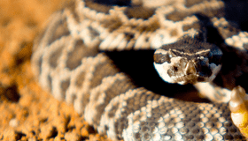 spotted snake in the sand