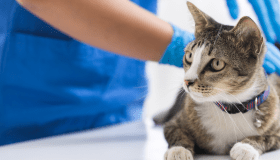 gray and white tabby cat being examined by veterinarian