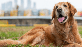 older golden retriever laying in grass sticking out tongue