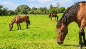 brown horses grazing in field