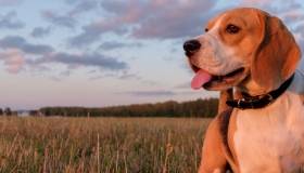 beagle hound mix dog at sunset