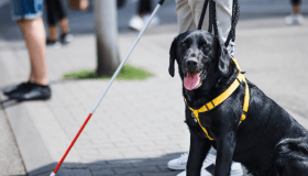black lab service dog sitting on sidewalk