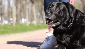 Overweight Labrador retriever outdoors on a leash, looking up toward its owner with mouth open