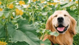 golden retriever in flower field smiling with eyes closed