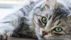 Gray tabby cat with bright green eyes lying on its side, gazing calmly at the camera in soft natural light.