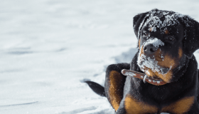 Dog lying in the snow with its face and head dusted in snow, looking slightly to the side.