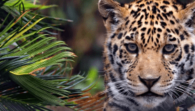 Young leopard standing among green foliage, looking directly at the camera in a natural forest setting.